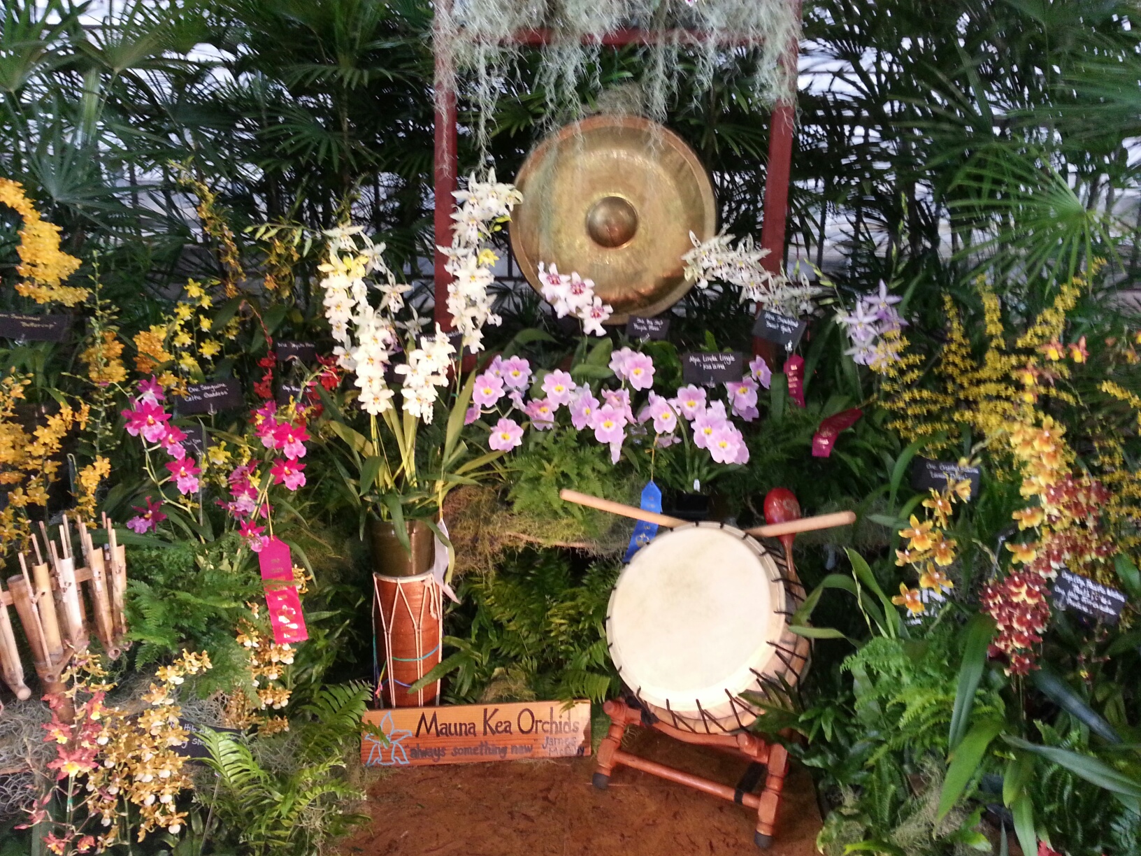 Orchid Show 2014 2