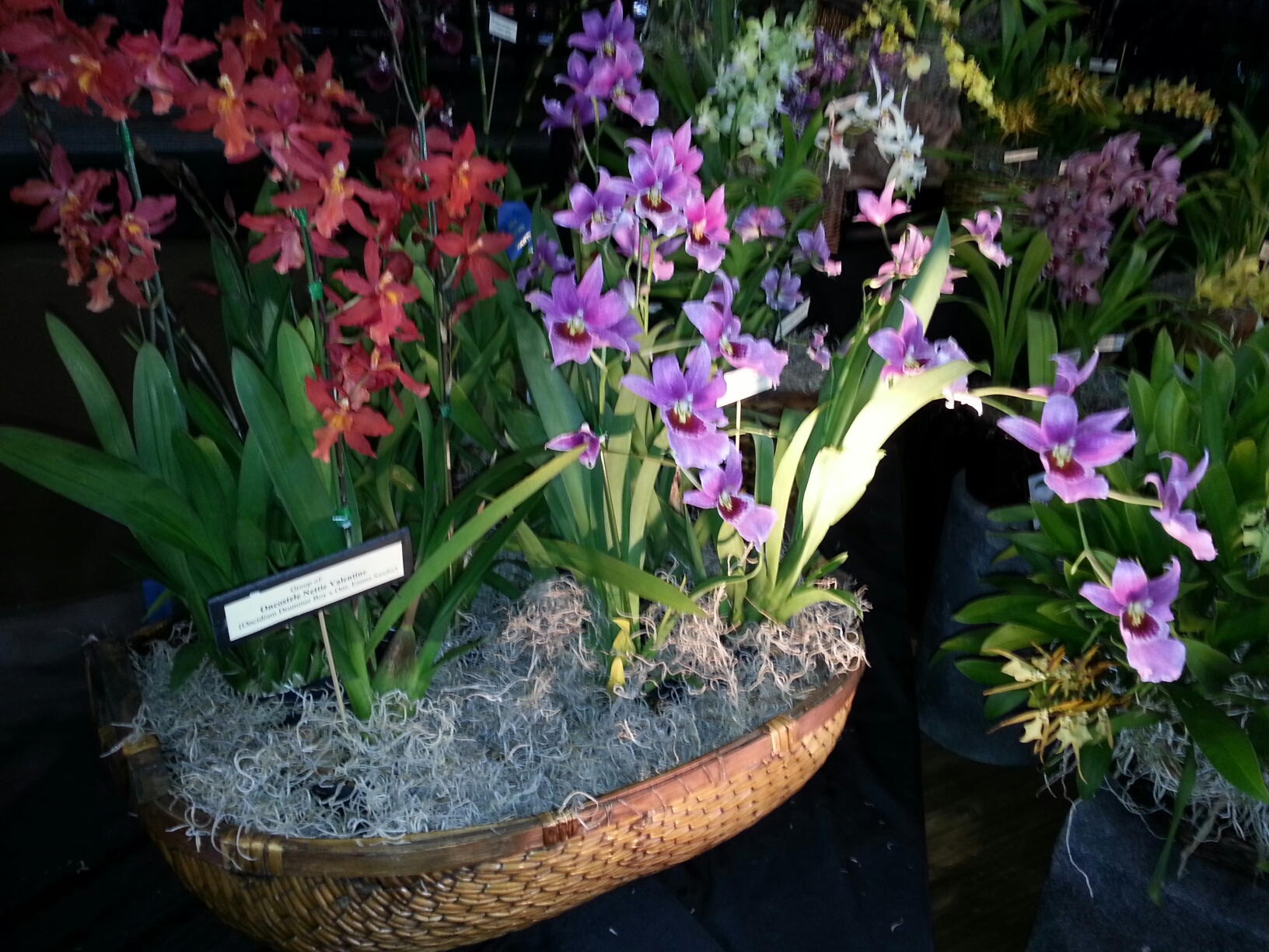 Orchid Show 2014 3