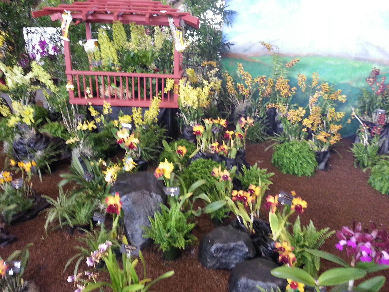 Orchid Show 2014 4