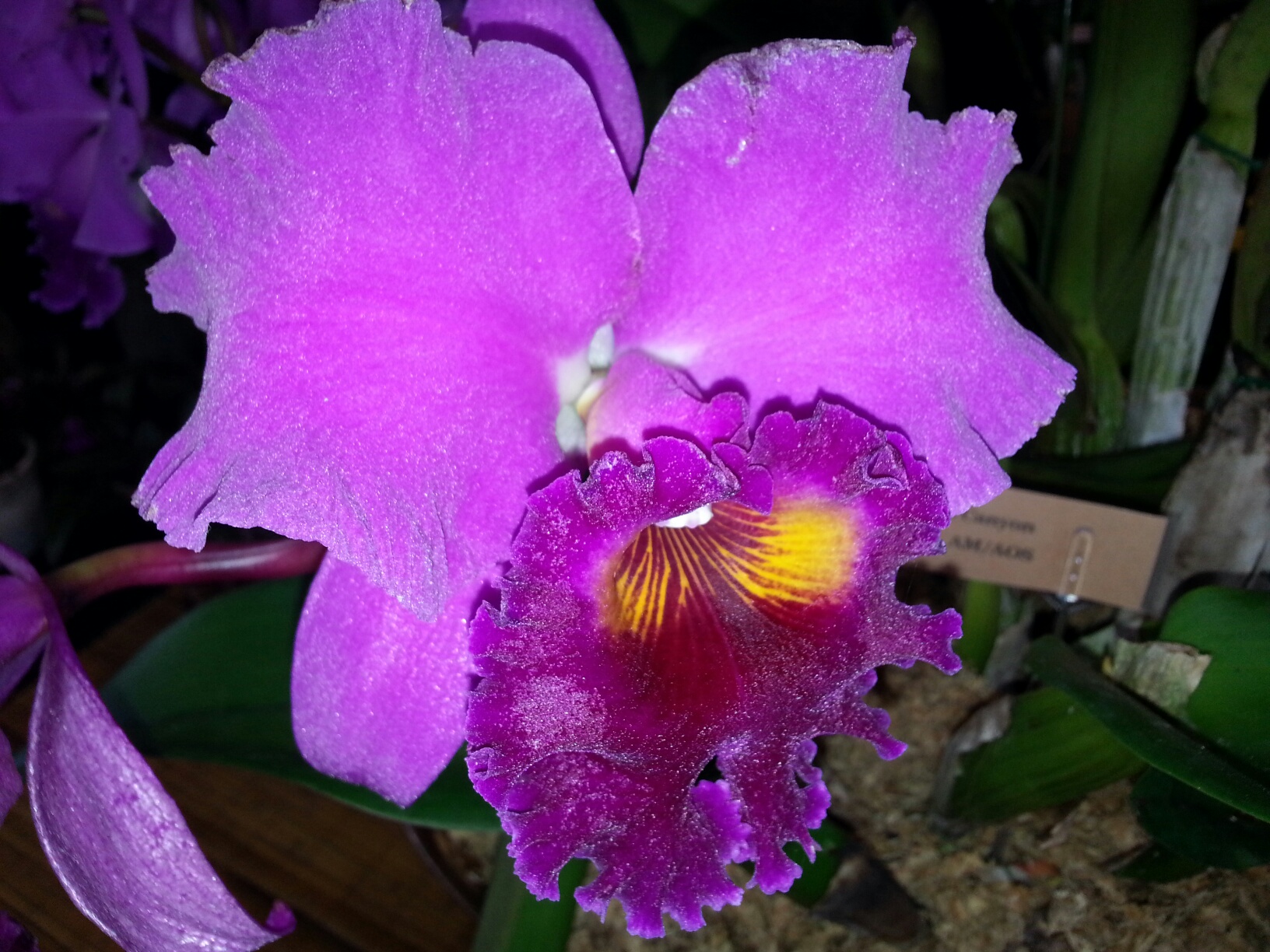 Orchid Show 2014 7